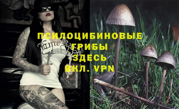 стаф Аркадак